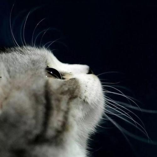 娱乐吃瓜酱找猫,猫咪界的“网红”诞生记 第2张 娱乐吃瓜酱找猫,猫咪界的“网红”诞生记 第2张